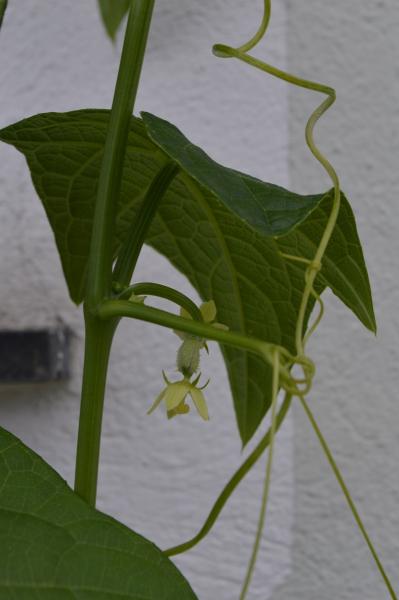 Chayote (Pflanze)